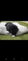 Luna , a female Shih Tzu for sale in Orlando, FL – 3 of 4