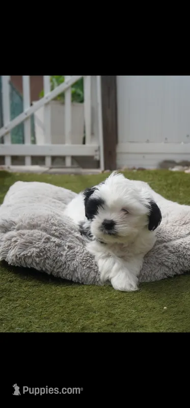 Spot – Shih Tzu puppy for sale in Orlando, FL