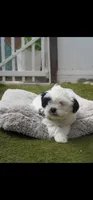 Spot, a male Shih Tzu for sale in Orlando, FL – 1 of 4