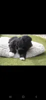 Luna , a female Shih Tzu for sale in Orlando, FL – 4 of 4