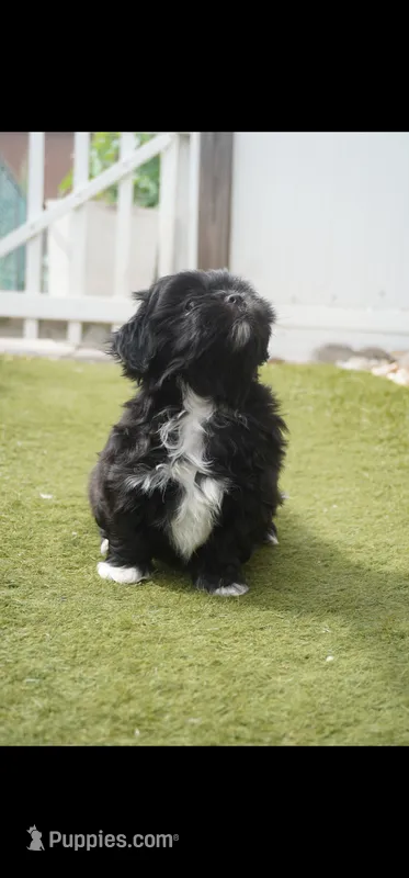 Luna  – Shih Tzu puppy for sale in Orlando, FL