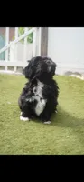 Luna , a female Shih Tzu for sale in Orlando, FL – 1 of 4