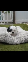 Spot, a male Shih Tzu for sale in Orlando, FL – 3 of 4