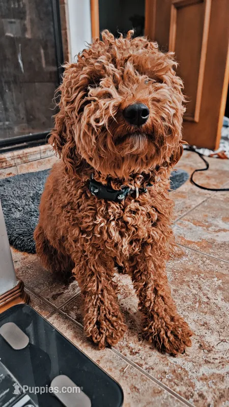 Miley – Miniature Goldendoodle puppy for sale in Minco, OK