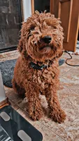 Miley, a female Miniature Goldendoodle for sale in Minco, OK – 1 of 2