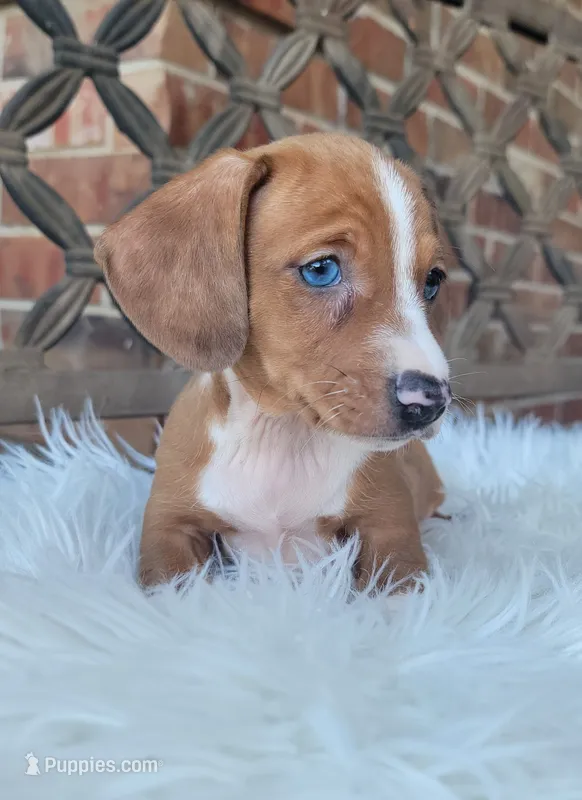 Rodrick – Dachshund puppy for sale in Minco, OK