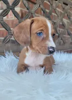 Rodrick WEEKEND SALE, a male Dachshund for sale in Minco, OK – 1 of 7