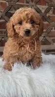 F1bb Mini Goldendoodle girl, a female Miniature Goldendoodle for sale in Minco, OK – 3 of 3