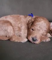 Baxter, a male Miniature Goldendoodle for sale in Minco, OK – 4 of 7