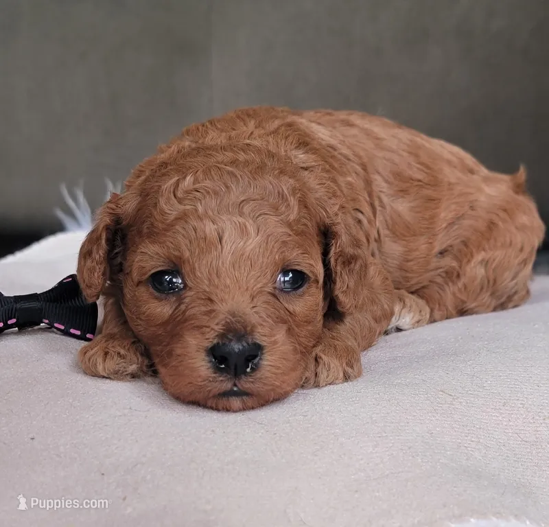 Cavapoo  – Cavapoo puppy for sale in Minco, OK