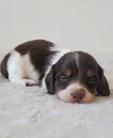 Ruby, a female Miniature Dachshund for sale in Minco, OK – 5 of 5