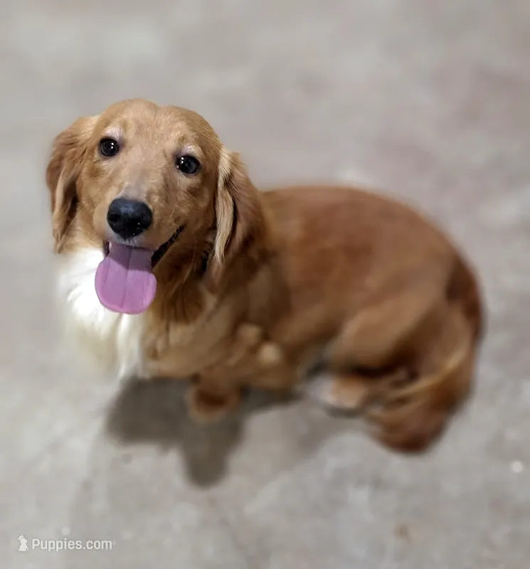 Winston AKC – Miniature Dachshund puppy for sale in Minco, OK