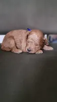 Baxter, a male Miniature Goldendoodle for sale in Minco, OK – 6 of 7