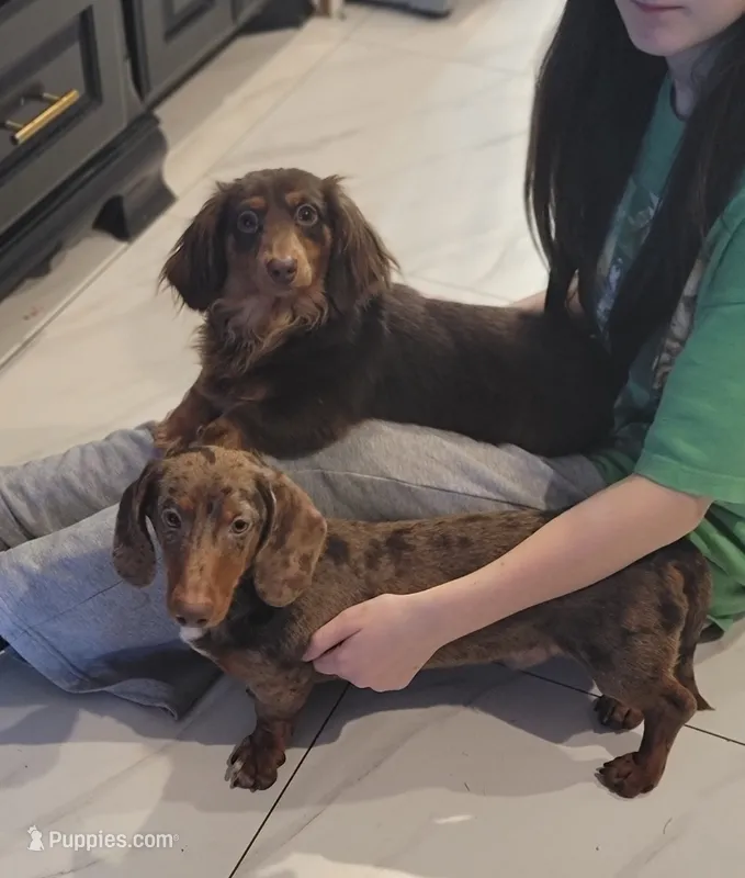 Draco AKC Dapple – Dachshund puppy for sale in Minco, OK