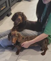 Draco AKC Dapple, a male Dachshund for sale in Minco, OK – 1 of 3