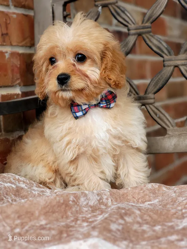 Cavapoo boy