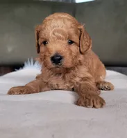 Baxter, a male Miniature Goldendoodle for sale in Minco, OK – 3 of 7