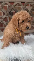 F1bb Mini Goldendoodle , a male Miniature Goldendoodle for sale in Minco, OK – 3 of 3