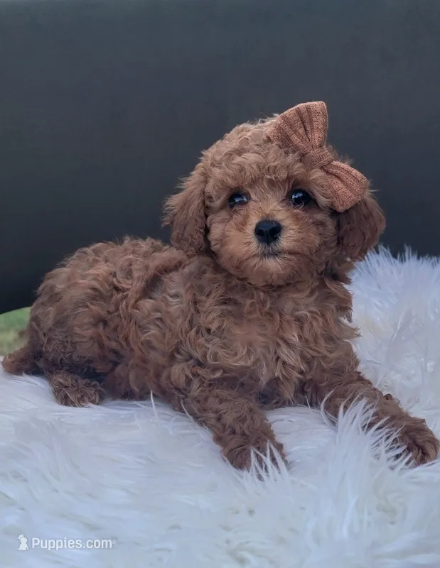 Cavapoo – Cavapoo puppy for sale in Minco, OK