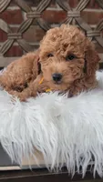 F1bb Mini Goldendoodle , a male Miniature Goldendoodle for sale in Minco, OK – 2 of 3