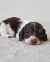 Ruby, a female Miniature Dachshund for sale in Minco, OK – 3 of 5