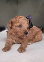 Cavapoo , a female Cavapoo for sale in Minco, OK – 3 of 3