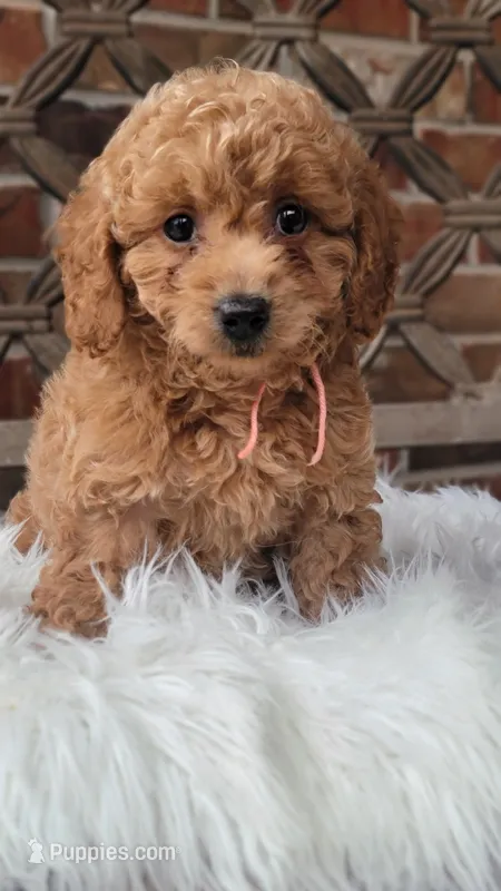 F1bb Mini Goldendoodle girl – Miniature Goldendoodle puppy for sale in Minco, OK