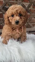 F1bb Mini Goldendoodle girl, a female Miniature Goldendoodle for sale in Minco, OK – 1 of 3
