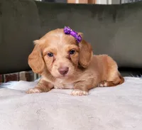 Matilda, a female Dachshund for sale in Minco, OK – 2 of 3