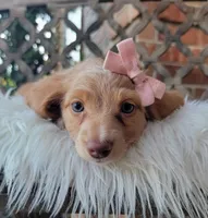 Matilda, a female Dachshund for sale in Minco, OK – 6 of 6
