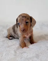 Harper, a female Miniature Dachshund for sale in Minco, OK – 2 of 3