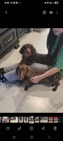 Draco AKC Dapple, a male Dachshund for sale in Minco, OK – 2 of 3