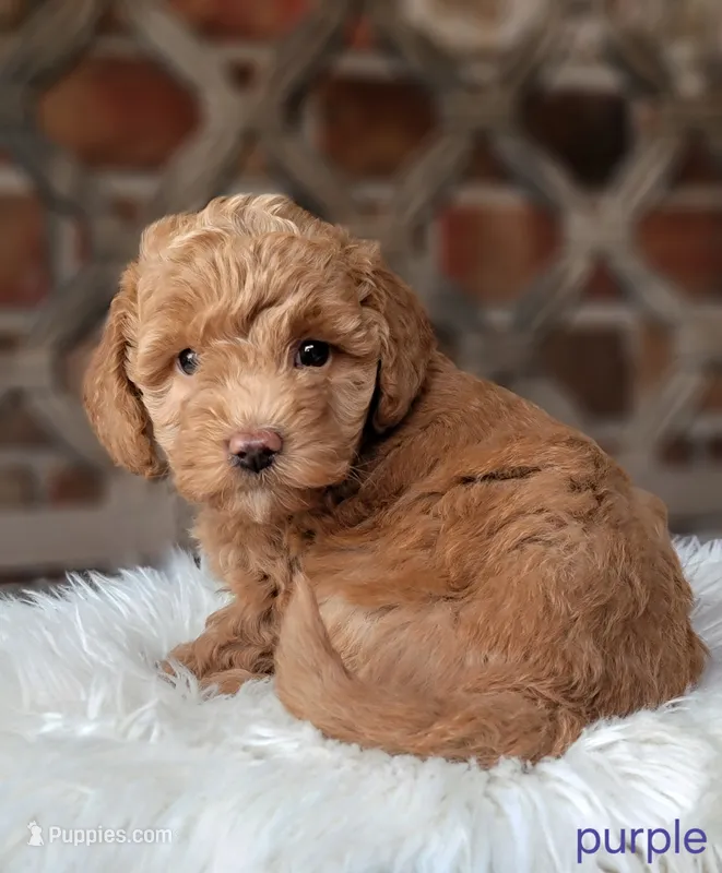 F1bb Mico Goldendoodle  – Miniature Goldendoodle puppy for sale in Minco, OK