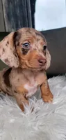 Harleigh SALE, a female Miniature Dachshund for sale in Minco, OK – 2 of 5