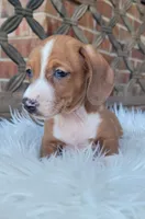 Rodrick WEEKEND SALE, a male Dachshund for sale in Minco, OK – 3 of 7