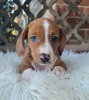 Rodrick WEEKEND SALE, a male Dachshund for sale in Minco, OK – 2 of 7