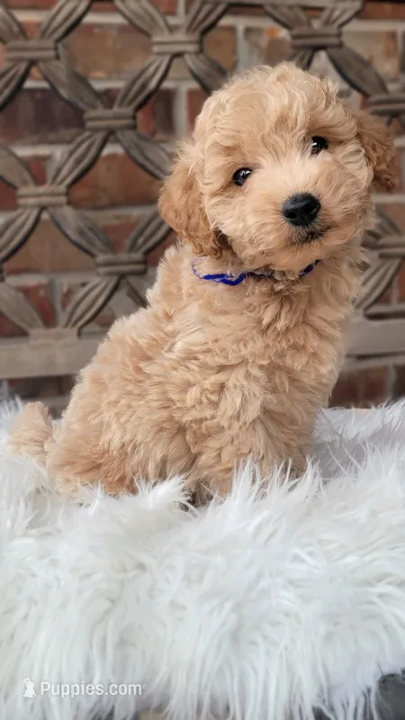 F1bb Mini Goldendoodle  – Miniature Goldendoodle puppy for sale in Minco, OK