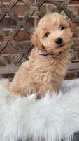 F1bb Mini Goldendoodle , a male Miniature Goldendoodle for sale in Minco, OK – 1 of 3