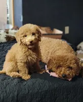 F1bb Mico Goldendoodle , a female Miniature Goldendoodle for sale in Minco, OK – 2 of 7