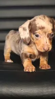 Harleigh, a female Miniature Dachshund for sale in Minco, OK – 2 of 2
