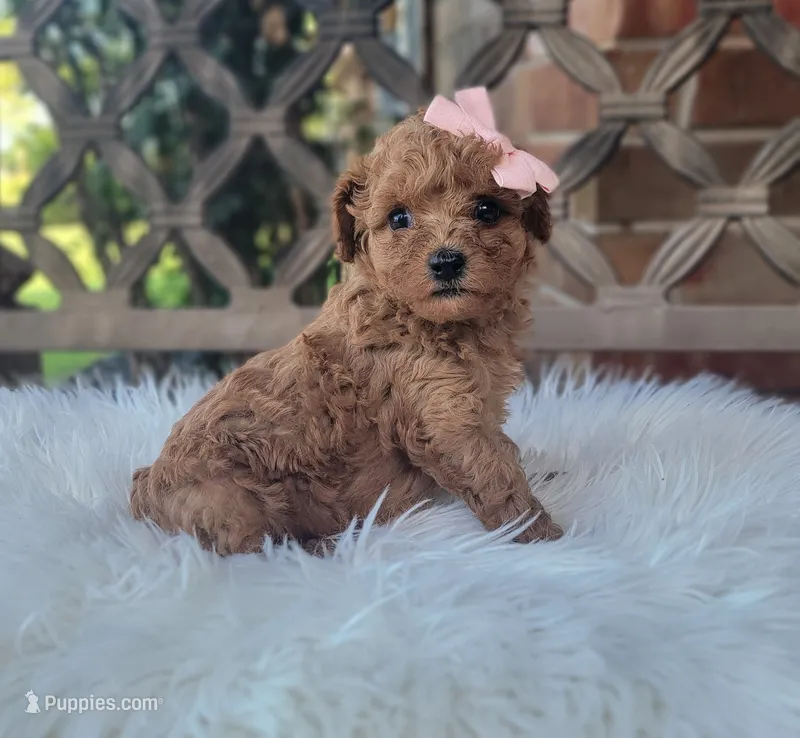 Cavapoo  – Cavapoo puppy for sale in Minco, OK