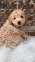F1bb Mini Goldendoodle , a male Miniature Goldendoodle for sale in Minco, OK – 2 of 3