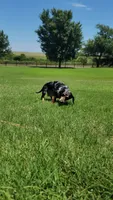 Stormy, a female Miniature Dachshund for sale in Minco, OK – 3 of 5