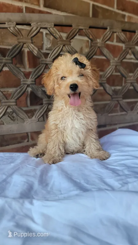 Bailey  – Miniature Goldendoodle puppy for sale in Minco, OK