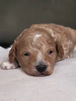 Cavapoo boy, a male Cavapoo for sale in Minco, OK – 2 of 3