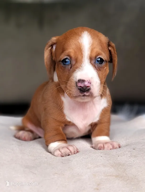Rodrick – Dachshund puppy for sale in Minco, OK