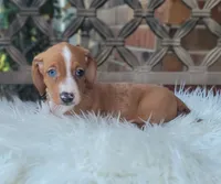 Rodrick WEEKEND SALE, a male Dachshund for sale in Minco, OK – 4 of 7