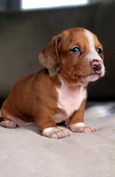 Rodrick, a male Dachshund for sale in Minco, OK – 2 of 3