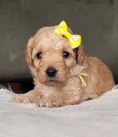 Bailey, a female Miniature Goldendoodle for sale in Minco, OK – 1 of 7