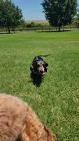 Stormy, a female Miniature Dachshund for sale in Minco, OK – 4 of 5